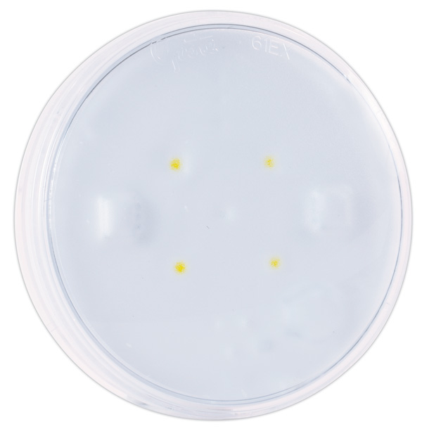 Grote Industries - 61E51 – LED WhiteLight™ 4″ Dome Light, Grommet Mount, Male Pin, 24V, Clear